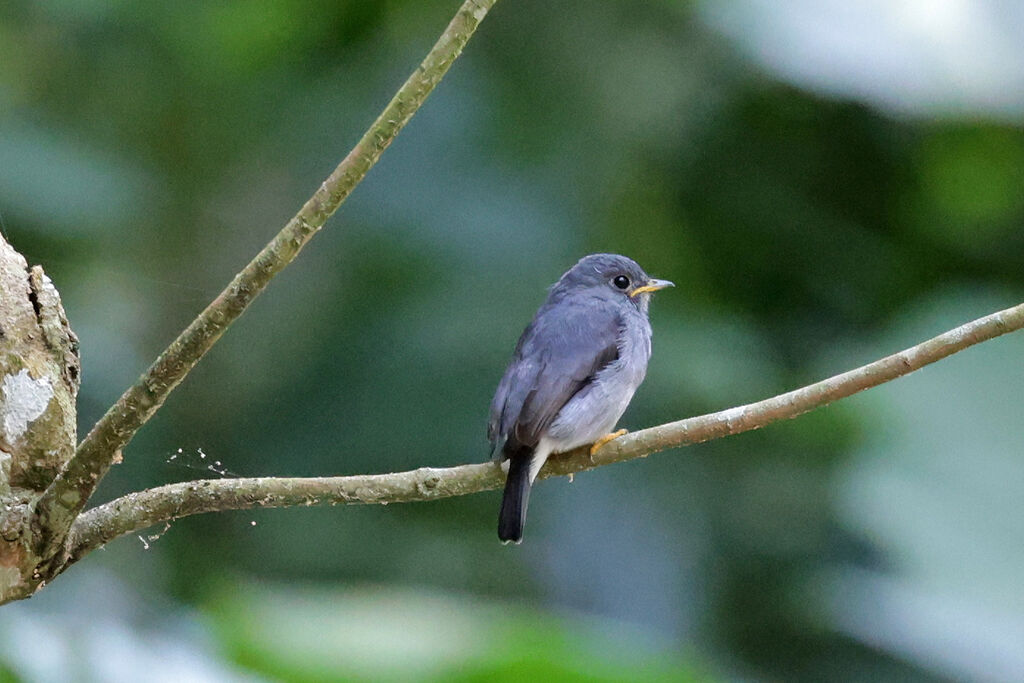 Yellow-footed Flycatcheradult