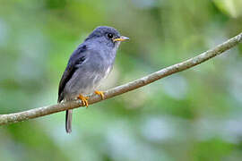 Yellow-footed Flycatcher