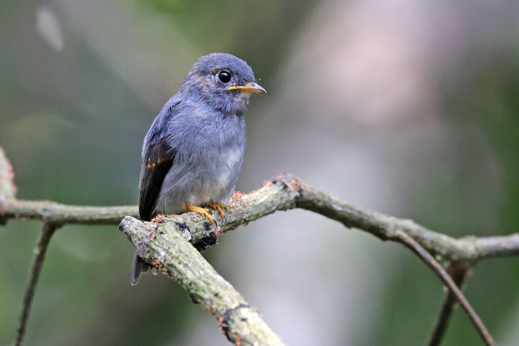 Yellow-footed Flycatcherimmature