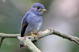 Yellow-footed Flycatcher