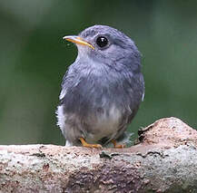 Gobemouche à pattes jaunes