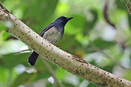 Blue-breasted Blue Flycatcher