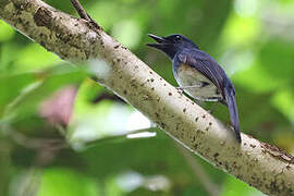Blue-breasted Blue Flycatcher