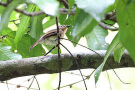 Blue-breasted Blue Flycatcher