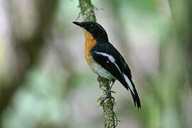 Rufous-chested Flycatcher