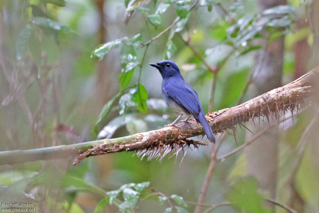 White-tailed Flycatcher male adult