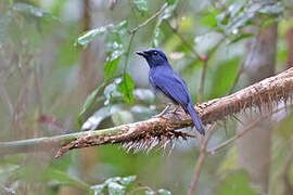 White-tailed Flycatcher