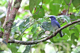 White-tailed Flycatcher