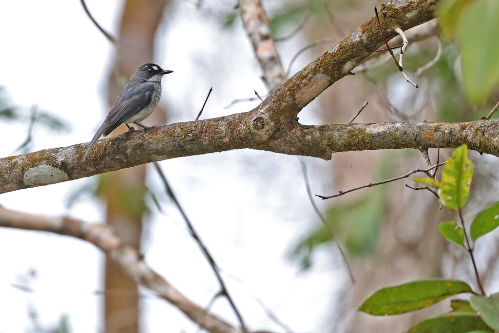 White-browed Forest Flycatcher