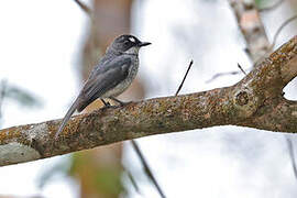 White-browed Forest Flycatcher