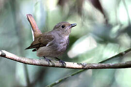 Blue-and-white Flycatcher