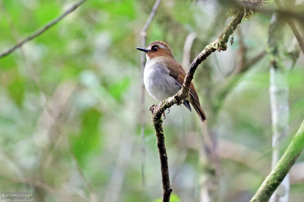 Eyebrowed Jungle Flycatcher