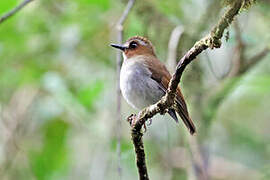 Eyebrowed Jungle Flycatcher