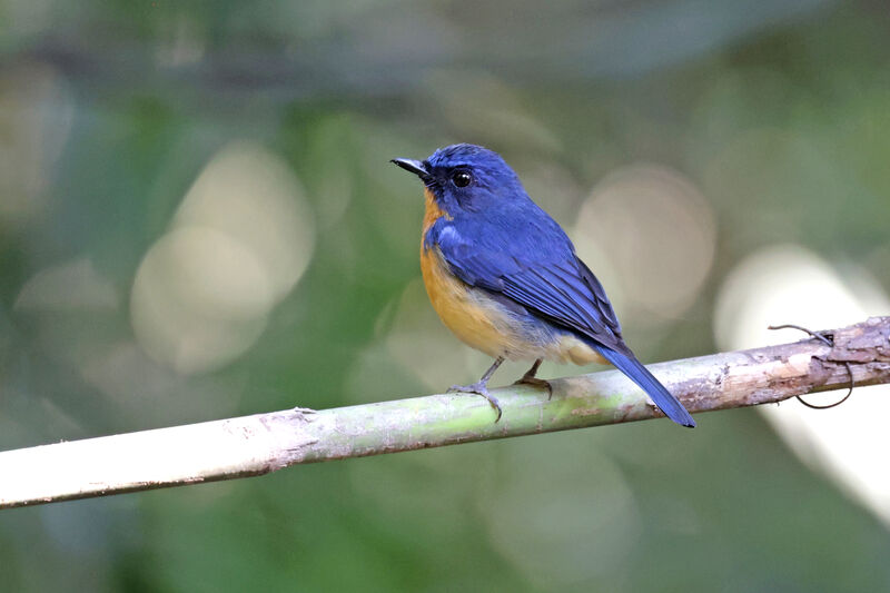 Dayak Blue Flycatcher male adult