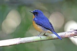 Dayak Blue Flycatcher