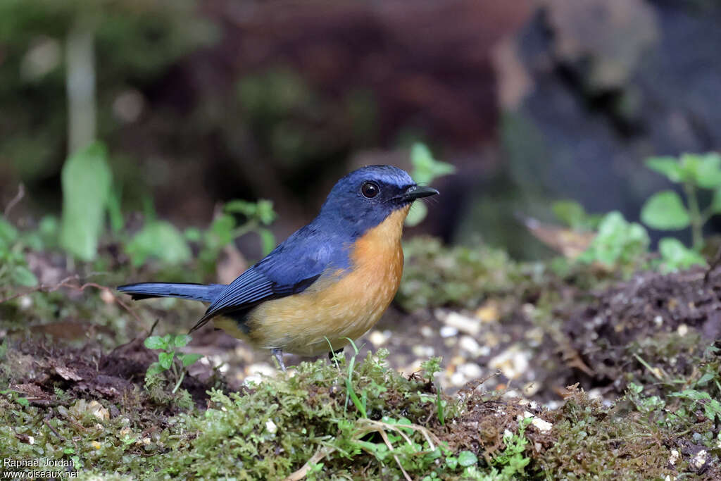 Dayak Blue Flycatcher male adult