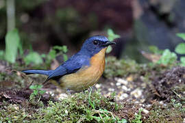 Dayak Blue Flycatcher