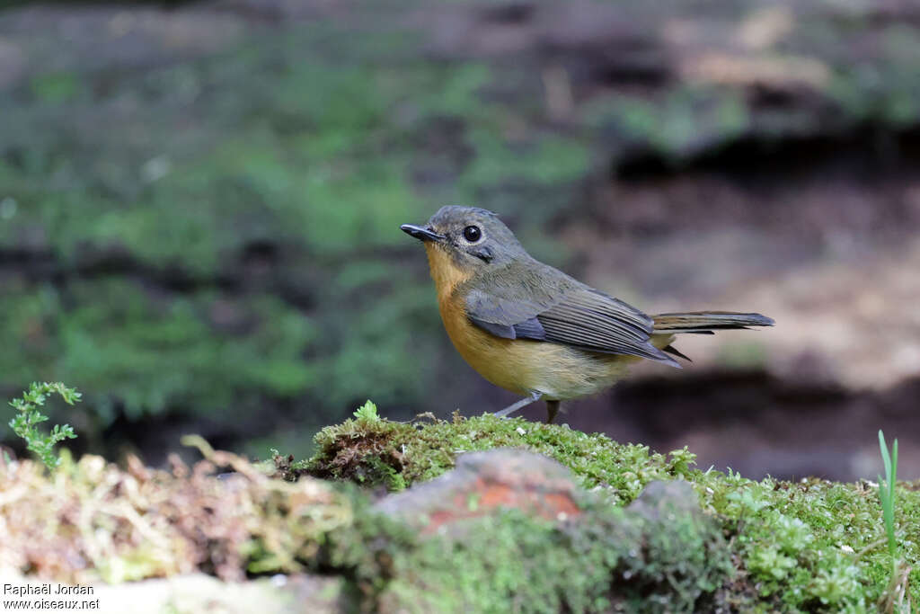 Dayak Blue Flycatcher female adult
