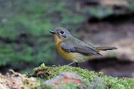 Dayak Blue Flycatcher