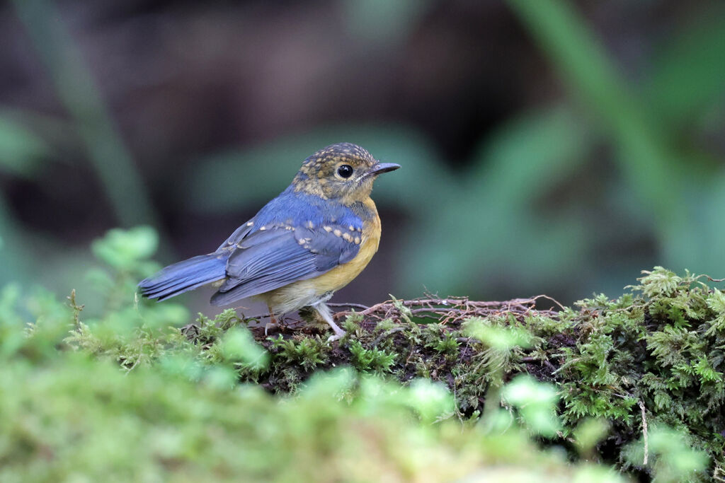 Dayak Blue Flycatcherjuvenile