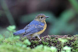 Dayak Blue Flycatcher