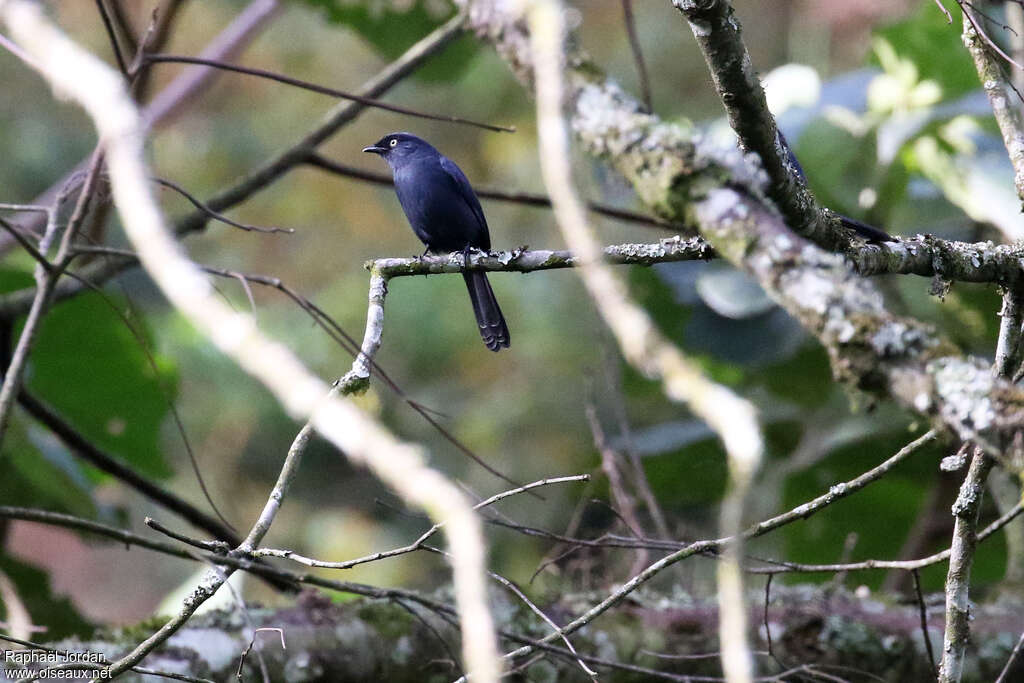 Yellow-eyed Black Flycatcheradult, identification