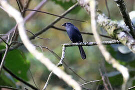 Yellow-eyed Black Flycatcher