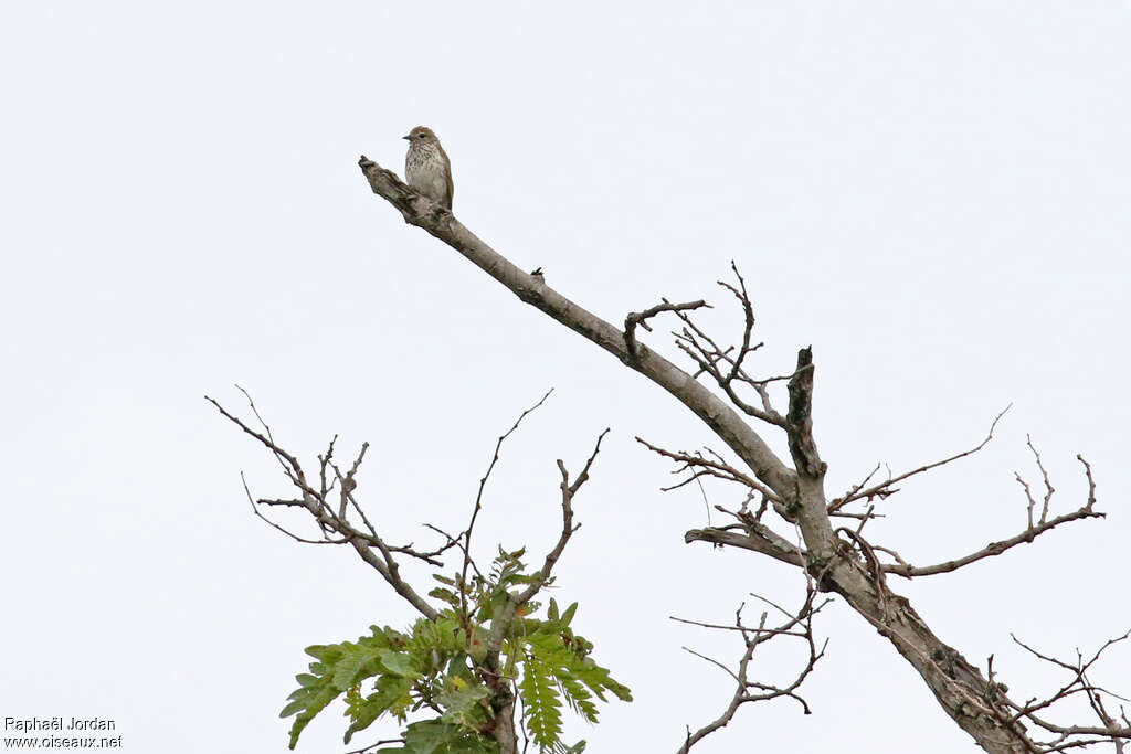 Böhm's Flycatcheradult, identification