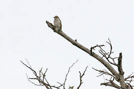 Böhm's Flycatcher