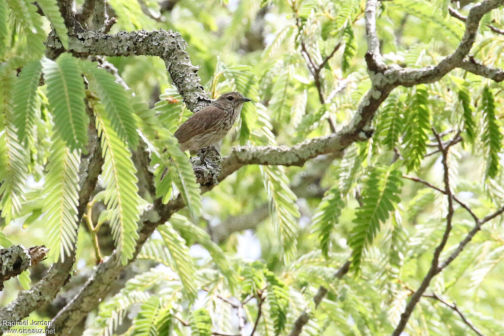 Gobemouche de Böhmadulte, identification