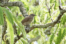 Böhm's Flycatcher