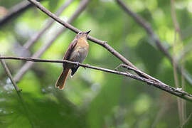 Bornean Blue Flycatcher