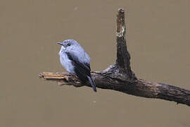 Cassin's Flycatcher