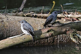 Cassin's Flycatcher