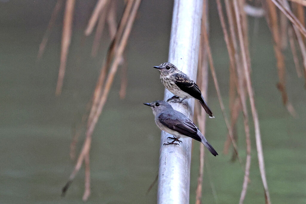 Cassin's Flycatcher