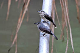 Cassin's Flycatcher