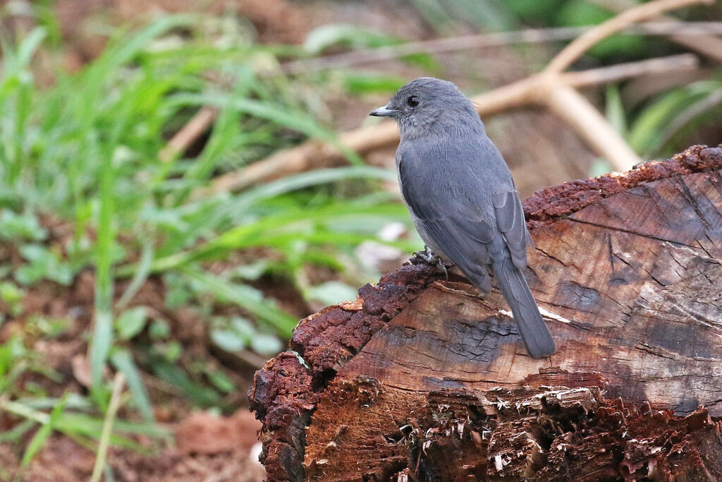 White-eyed Slaty Flycatcheradult