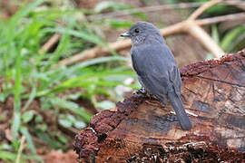 White-eyed Slaty Flycatcher