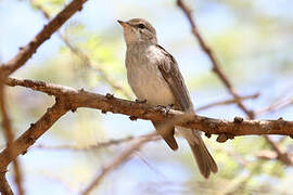 Gambaga Flycatcher