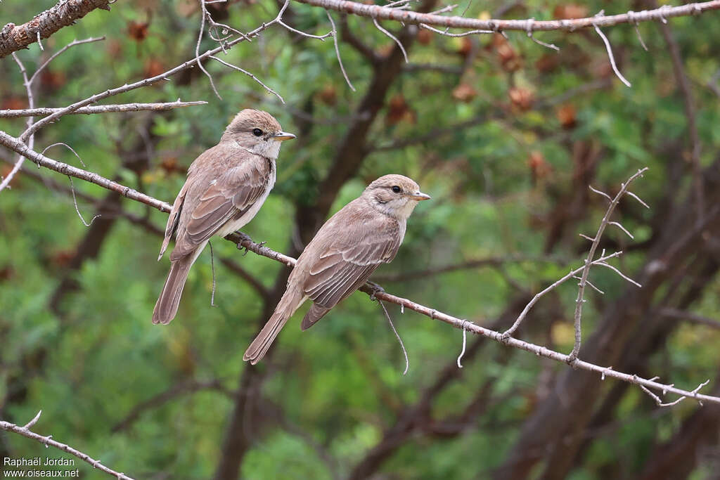 Gambaga Flycatcheradult