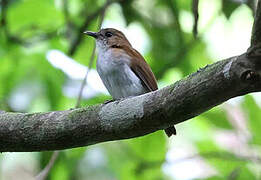 Sumba Flycatcher