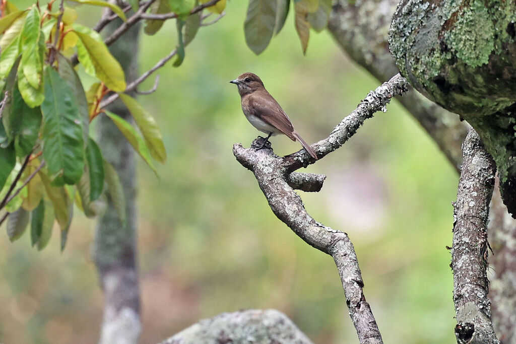 Gobemouche de l'Angola