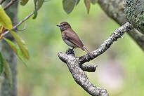 Gobemouche de l'Angola