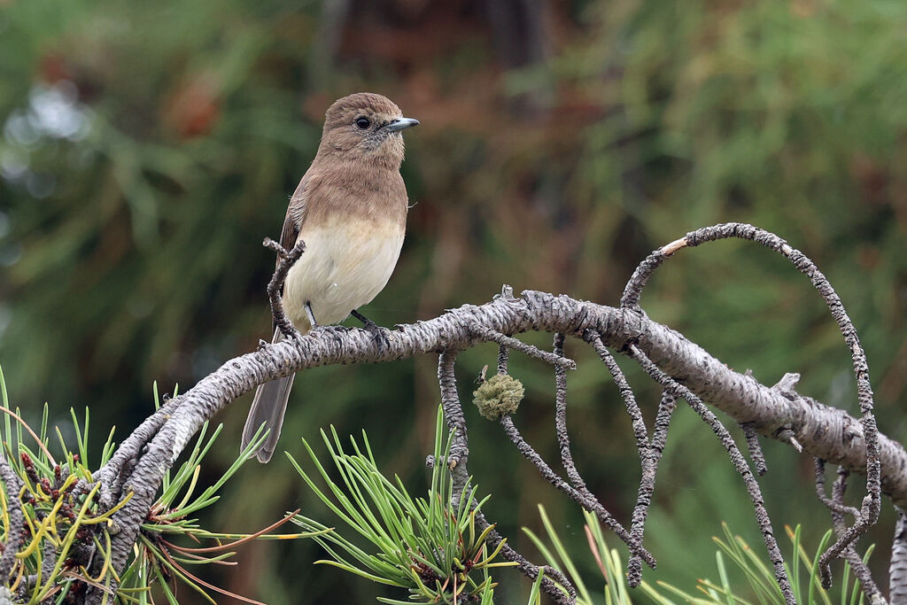 Gobemouche de l'Angola - Gobemouche d'Angola<br />adulte