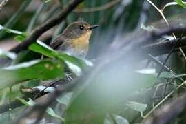 Lompobattang Flycatcher