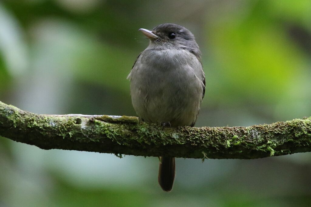 Matinan Blue Flycatcheradult