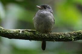 Matinan Blue Flycatcher