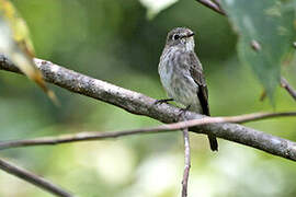 Dark-sided Flycatcher