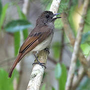 Sumba Jungle Flycatcher