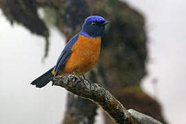 Rufous-vented Niltava